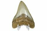 Fossil Megalodon Tooth - North Carolina #164990-2